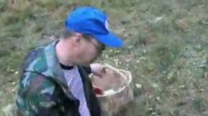 Леса Вологодской области