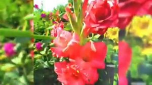 saniya Nursery galadiolus  flowers colorful  bulbs beautiful