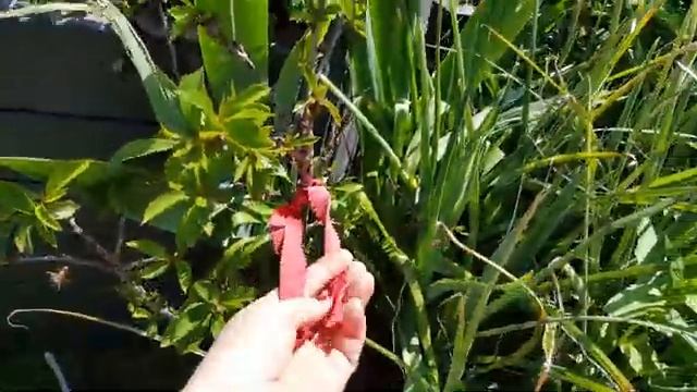 #розы #Tantau #Kordes #ирисы #пруд Позднее цветение 2021 #cat #波斯貓 смотреть онлайн