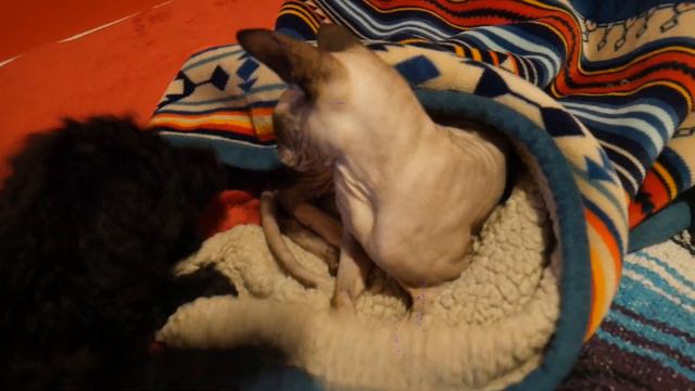 Канадский сфинкс и пудель. смотреть онлайн