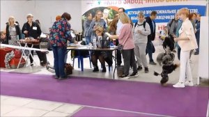 #собаки  #выставка_собак   #СКОР   Прогулка по выставке собак СКОР 2022.05.14