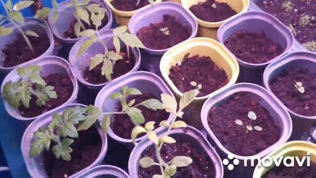 Моя рассада в марте. смотреть онлайн