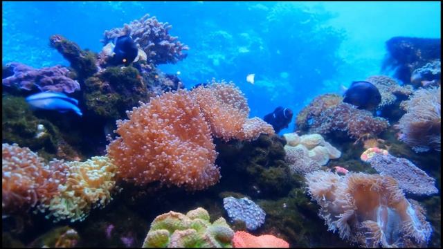 Meditatio Mare: Whale Sounds and Ocean Life to Soothe Your Soul смотреть онлайн