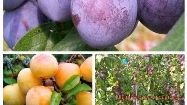 Слива обыкновенная Конфетная - Волжская красавица ? обзор: как сажать, саженцы сливы смотреть онлайн