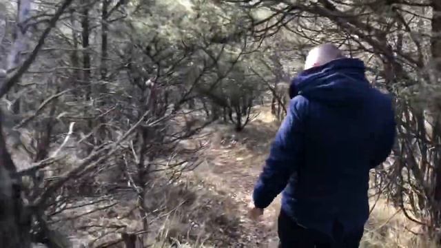 Можжевёловый лес ? распилили на участки в селе Родном. Обращение к губернатору Севастополя. смотреть онлайн