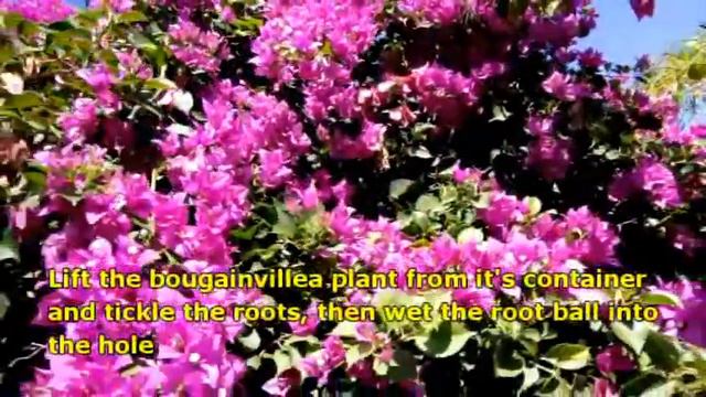 SECRETS OF GROWING BOUGAINVILLEA смотреть онлайн