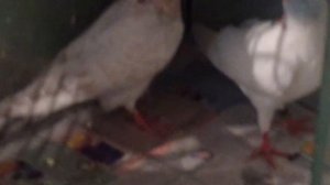 #Pigeons.Секретный ингредиент голубятников.