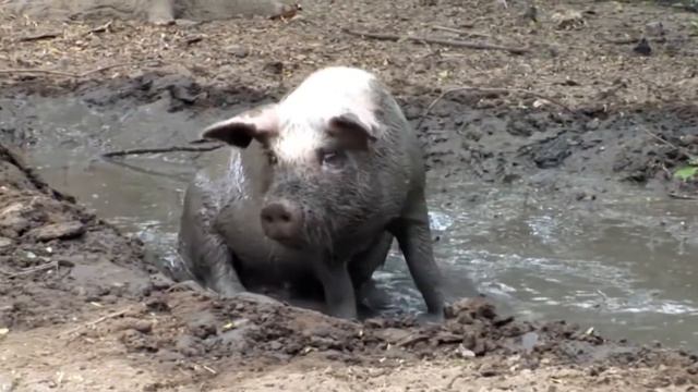 ЖИВОТНЫЕ НЕ ЗНАЮТ, ЧТО ТАКОЕ СТЕКЛО смотреть онлайн