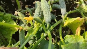 Огурец БЬОРН F1, в открытом грунте - супер огурец.