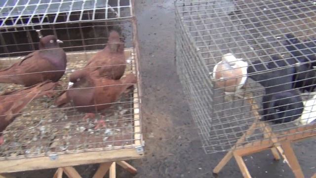 Выставка-ярмарка голубей и декоративной птицы 04.12.2021г. в Тамбове