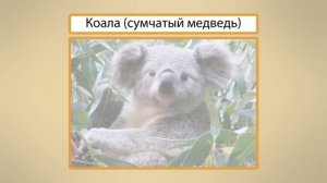 Млекопитающие. Видеоурок по окружающему миру 1 класс