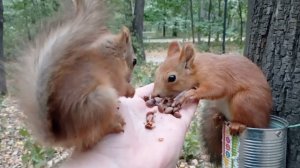 Бельчонок в сложной ситуации, но орешки всё равно ест