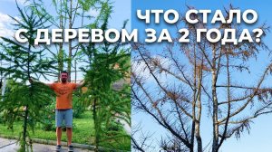 Радикальная стрижка лиственницы