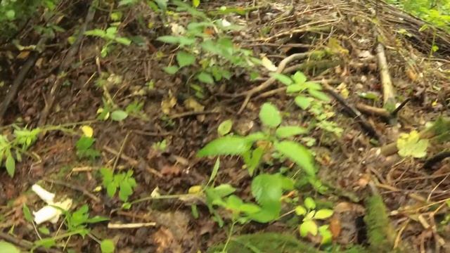 Розповіді про веселку, ч.1 - Початок сезону. смотреть онлайн