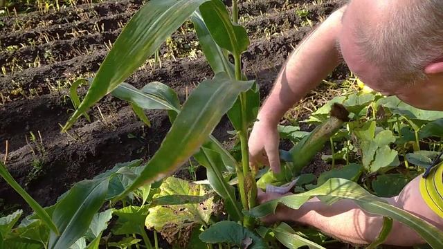 Собираем урожай КУКУРУЗЫ в Ленинградской области.Сорт:"Лакомка Белогорья".Жизнь в деревне. смотреть онлайн