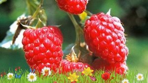 Малина традиционная Таруса ? Обзор: посадка и уход. крупномеры малины Таруса: описание и особенност