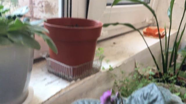 Цветы на подоконнике на в нашей кухне) смотреть онлайн