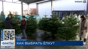 Продавцы рассказали, как правильно выбрать и хранить новогоднюю елку