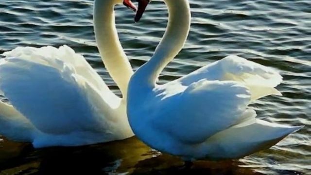 Азамат Биштов Анжелика Начесова