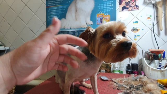 Стрижки с самого утра 3 собачки подряд, без перерыва??????? смотреть онлайн