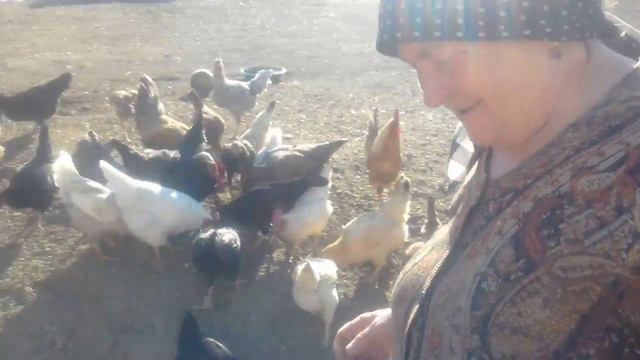 Куры во дворе смотреть онлайн