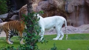 Белый Тигр и бенгальский Тигр  Игры животных