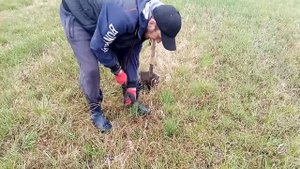 Проверяем металлоискатель Minelab GO-Find 11 на чермет ( тест видео)..mp4