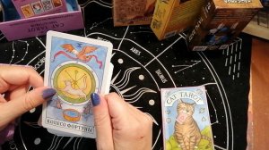 Чешем животик. Мяу № 1