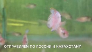 Наннакара Неон Блю Nannacara Neon Blue hybrid