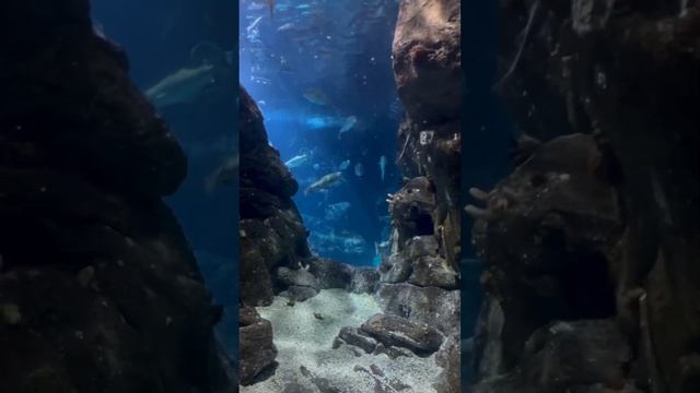 Aquarium view#short#trending shortvideo #reels #plymouth#aquarium #relaxing #holidayseason