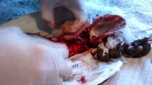 Вскрытие голубя