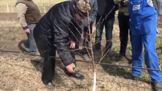 Интенсивный персиковый сад на подвое персик монжурский