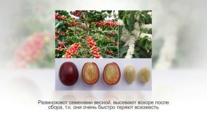 Как вырастить КОФЕЙНОЕ ДЕРЕВО в домашних условиях. Кофе аравийский в горшке