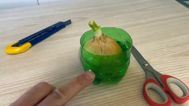 Саша мастер: выращиваем лук дома смотреть онлайн