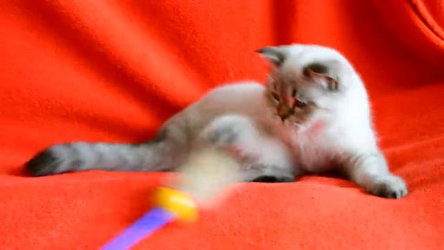 Купить шотландского котенка? Котята для Вас! Чистокровные шотландские котята редкого окраса.