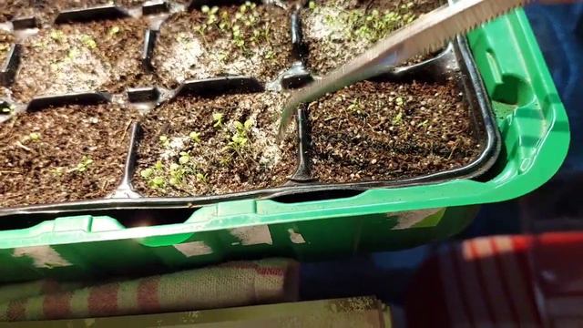 посев петунии 21 января#результат всходов#🤗 смотреть онлайн