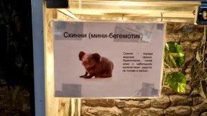 Зоопарк на Кургане Бессмертия. Брянск. Лето 2021.