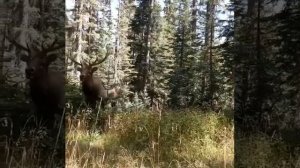 охота на самца изюбря на реву, такая грация🦌🦌🦌