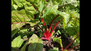 Летний пирог с мангольдом