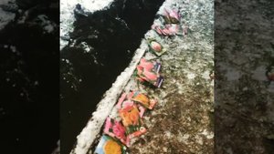 Сажают тюльпаны под снег в ноябре, Ленинградская область