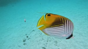 Maldives. Reef Maafushi - Мальдивы. Риф Маафуши