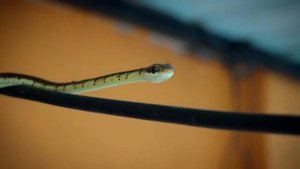 К чему снится ЗМЕЯ или видеть во сне ЗМЕЮ | Толкование снов | Сонник Sk1.online