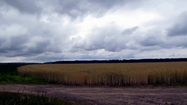 88. Ливень жито повалил. rain tumbled down rye