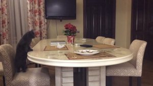 Как отучить кошку лазить на стол и в тарелку хозяина