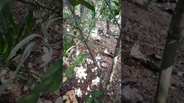 Clerodendrum wallichii(Bridal veil)