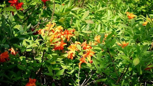 Лучшее удобрение для голубики и азалий смотреть онлайн