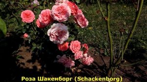 3 РОЗЫ, клумбы заиграют новыми красками вместе с этими красавицами!