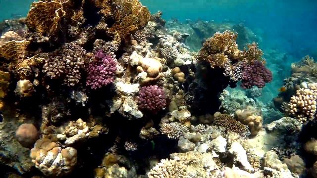 Clown coris, Нumphead wrasse (Coris aygula) male, Корис клоун, Горбатый губан самец смотреть онлайн