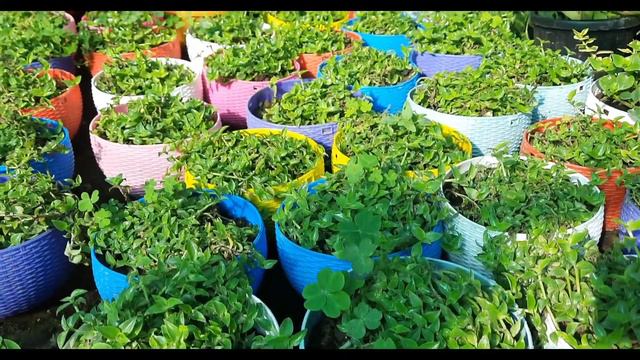 INDOOR Plants at Saini Plant Home |Ramiya's Gardening and Travel Vlogs смотреть онлайн