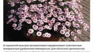 Аргирантемум очень обильно цветет
